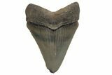 Serrated, Juvenile Megalodon Tooth - South Carolina #212995-1